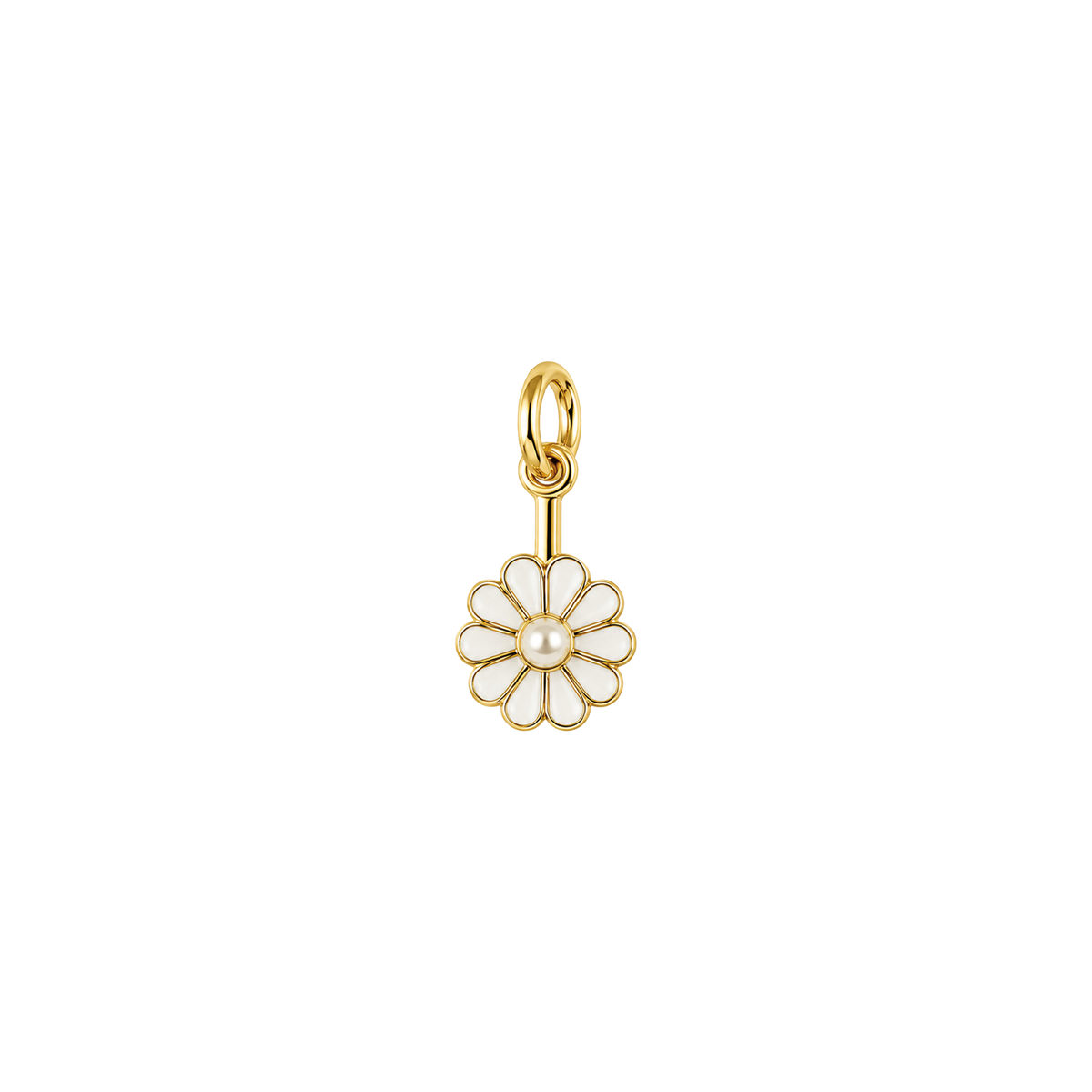 Pearl Daisy